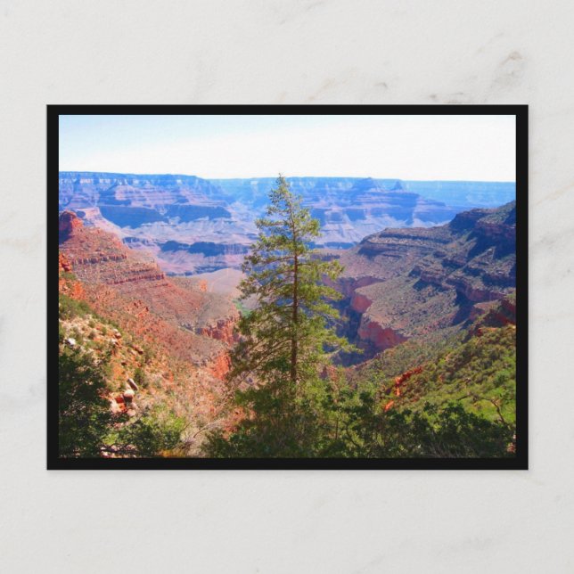 grand canyon tree border postcard (Front)