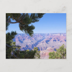 Grand Canyon - View Through the Pines - Postcard