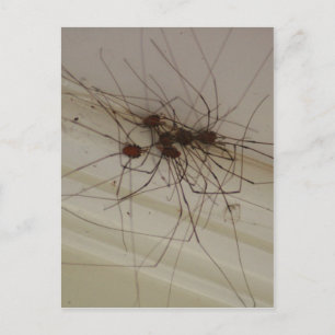 grand daddy long legs spider gifts postcard