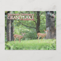 Grand Lake Oklahoma post card deer