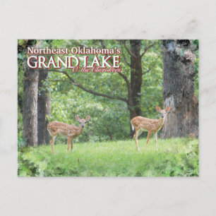 Grand Lake Oklahoma post card deer