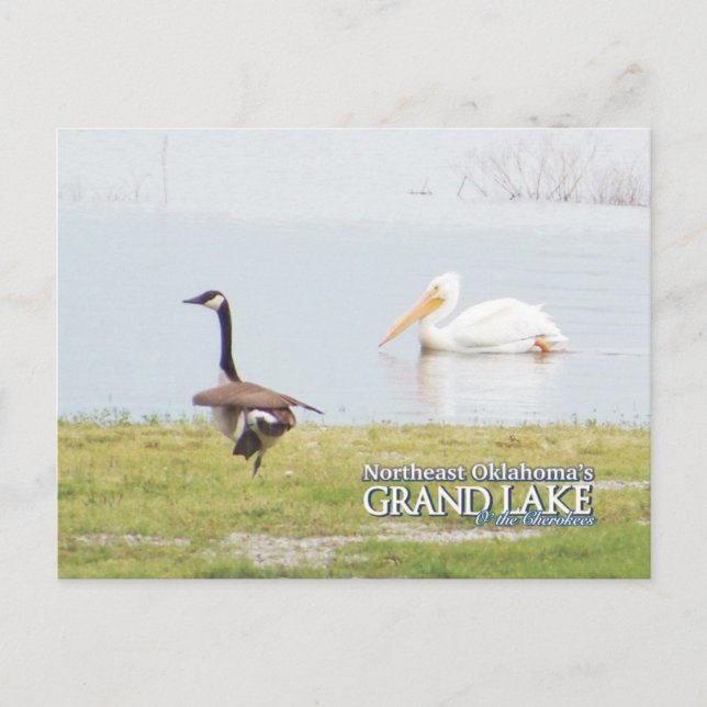 Grand Lake Oklahoma post card pelican3 (Front)