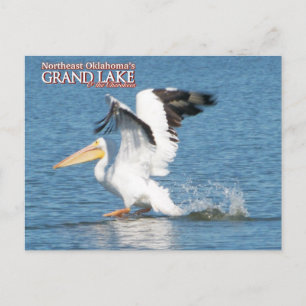 Grand Lake Oklahoma post card pelican 16v1