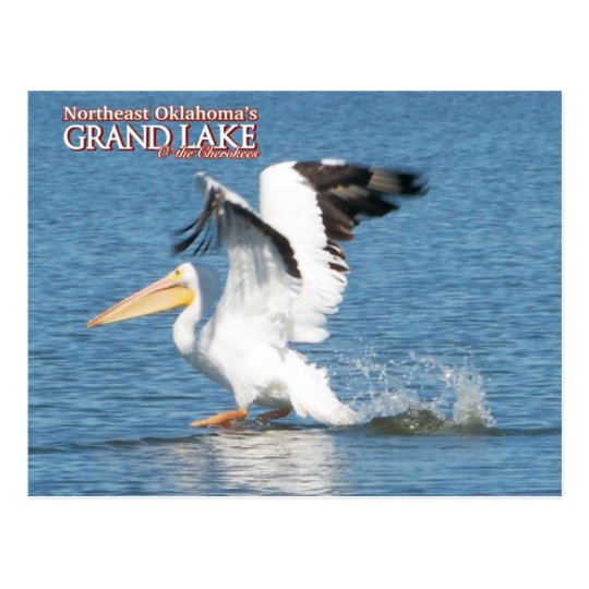 Grand Lake Oklahoma post card pelican 16v1