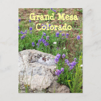 Grand Mesa, Colorado Postcard