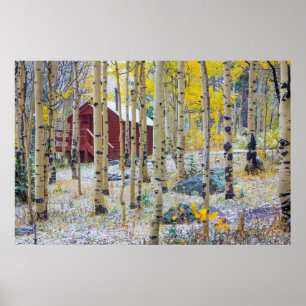 Grand Mesa Solitary cabin in a forest Poster