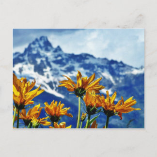 Grand Teton National Park Postcard