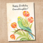 Granddaughter Happy Birthday Parakeet with Tulips Card<br><div class="desc">Parakeet tulip watercolor birthday card fora granddaughter featuring a delicate hand painted budgie perched among soft blooming tulips on a warm,  peaceful background. Created with gentle color and botanical detail,  this elegant design offers a heartfelt and calming way to celebrate your granddaughter on her special day.</div>