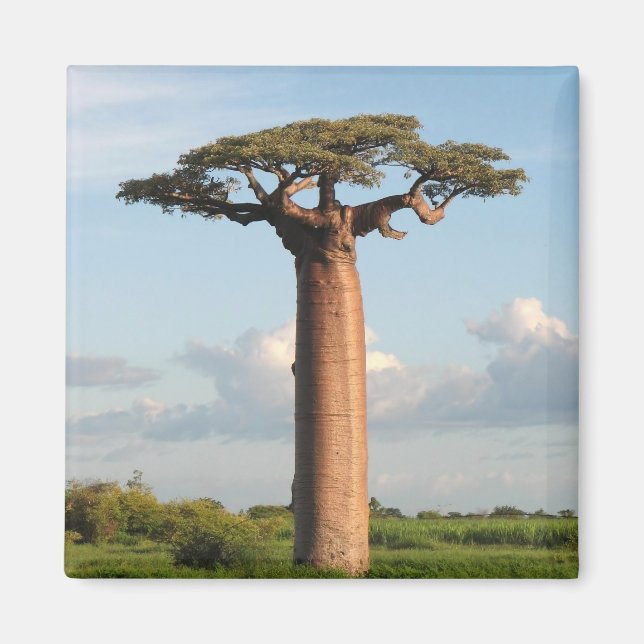 Grandidier's Baobab Madagascar Magnet (Front)