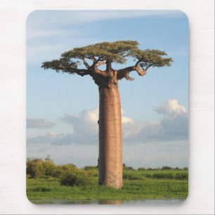 Grandidier's Baobab Madagascar Mouse Mat