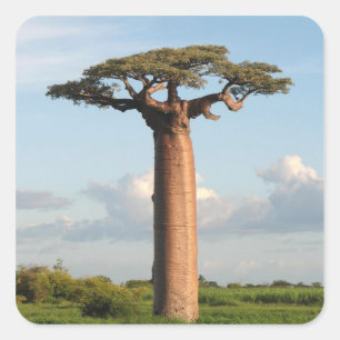 Grandidier's Baobab Madagascar Square Sticker