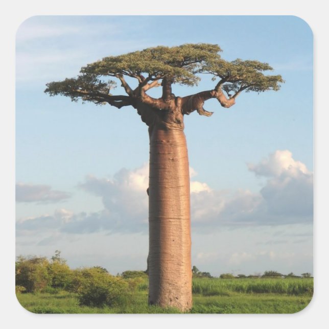 Grandidier's Baobab Madagascar Square Sticker (Front)
