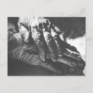 Grandma Hands Postcard