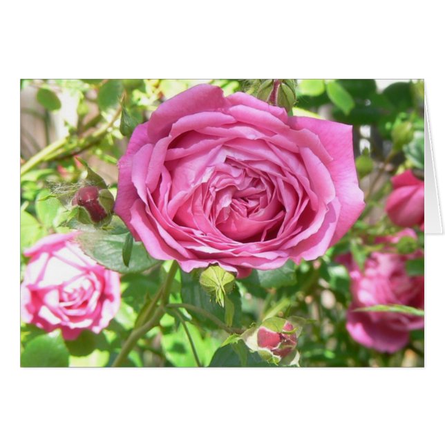 Grandma's Rose (Front Horizontal)