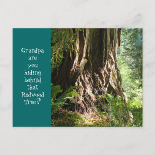 Grandpa are you hiding behind that Redwood Tree? Postcard