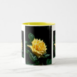 Grandpa Dickson hybrid tea rose Two-Tone Coffee Mug
