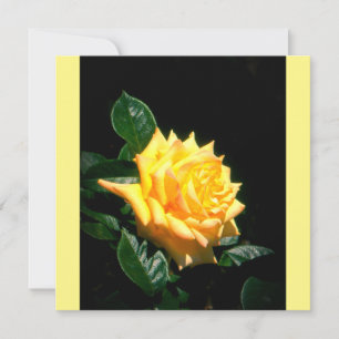 Grandpa Dickson yellow rose card