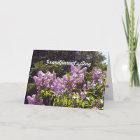 Grandparents Day-Butterflies on Lilac Shrub