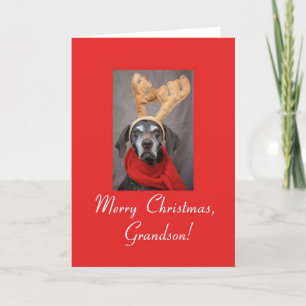 Grandson reindeer pointer merry x-mas holiday card