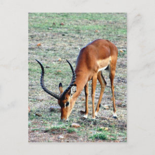grant gazelle loner postcard