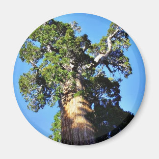 Grant Trees Sequoias Bark Branches Magnet