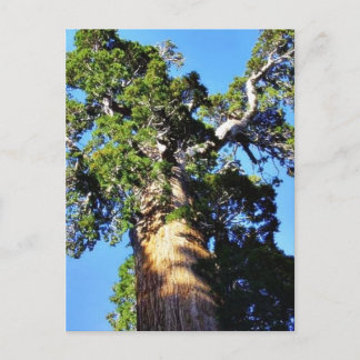 Grant Trees Sequoias Bark Branches Postcard