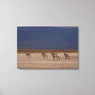 Grant Zebra 2 Canvas Print