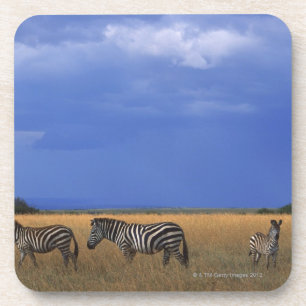 Grant Zebra 2 Coaster