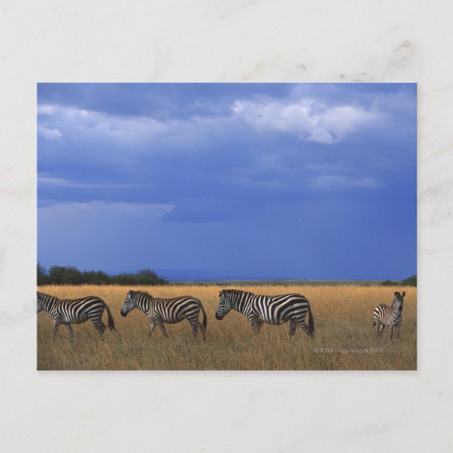 Grant Zebra 2 Postcard (Front)