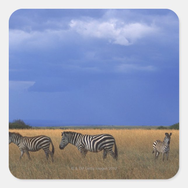 Grant Zebra 2 Square Sticker (Front)