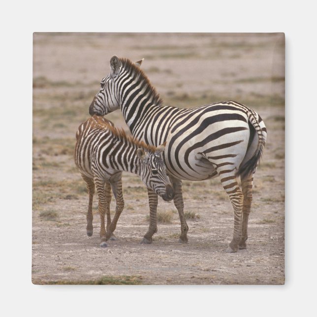 Grant Zebra 3 Magnet (Front)