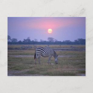 Grant Zebra 3 Postcard