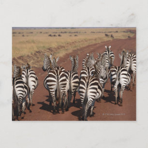 Grant Zebra 4 Postcard