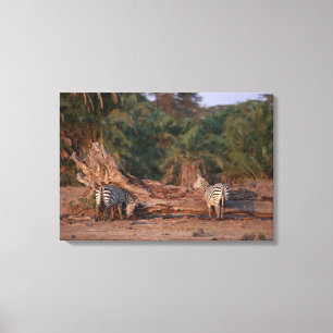 Grant Zebra 5 Canvas Print