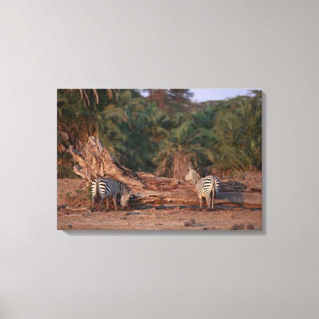 Grant Zebra 5 Canvas Print (Front)