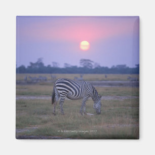 Grant Zebra 6 Magnet