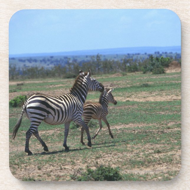 Grant Zebra Coaster (Front)