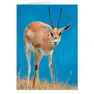 Grant's Gazelle (Gazella Granti) Ewe Portrait