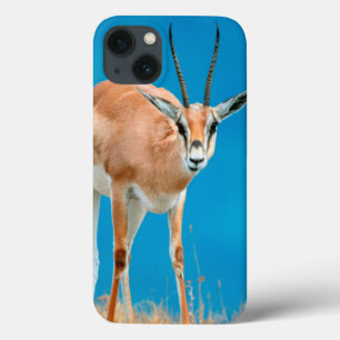 Grant's Gazelle (Gazella Granti) Ewe Portrait iPhone 13 Case