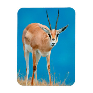 Grant's Gazelle (Gazella Granti) Ewe Portrait Magnet