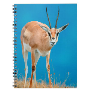 Grant's Gazelle (Gazella Granti) Ewe Portrait Notebook