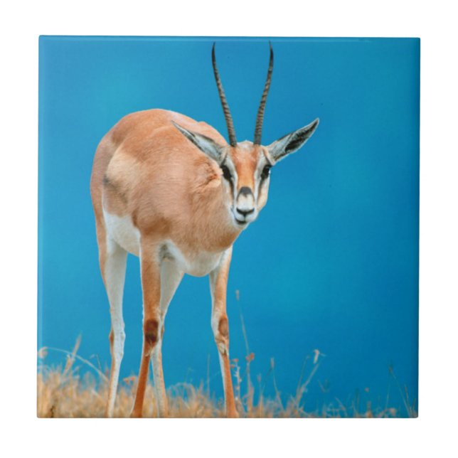 Grant's Gazelle (Gazella Granti) Ewe Portrait Tile (Front)
