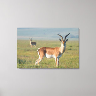 Grant's Gazelle, Ngorongoro Crater, Ngorongoro Canvas Print