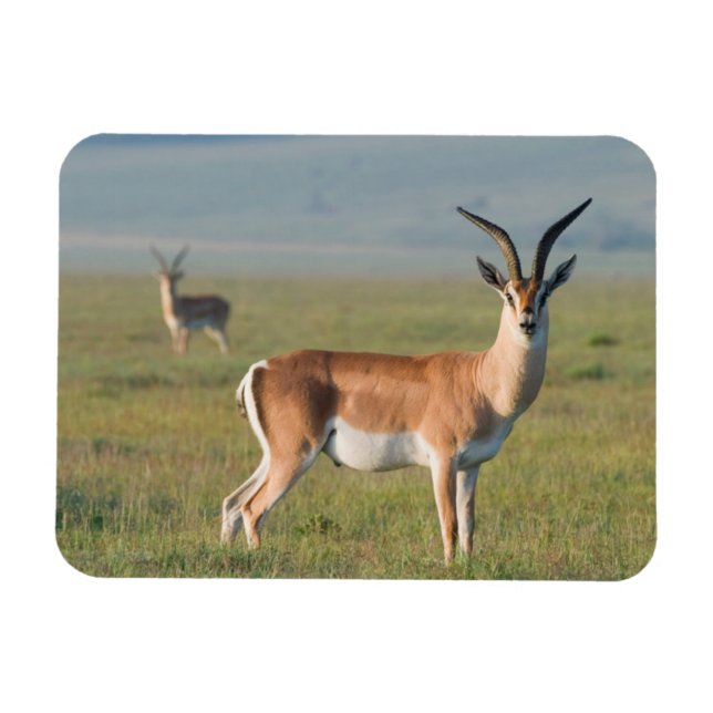 Grant's Gazelle, Ngorongoro Crater, Ngorongoro Magnet (Horizontal)