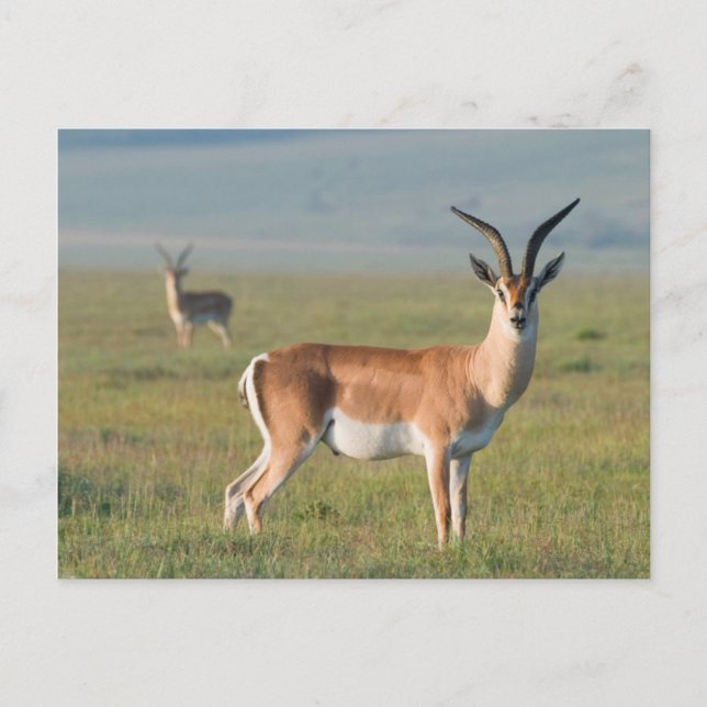Grant's Gazelle, Ngorongoro Crater, Ngorongoro Postcard (Front)