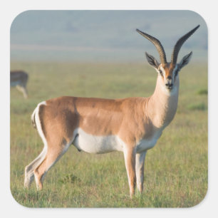 Grant's Gazelle, Ngorongoro Crater, Ngorongoro Square Sticker