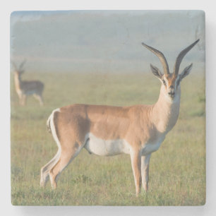 Grant's Gazelle, Ngorongoro Crater, Ngorongoro Stone Coaster