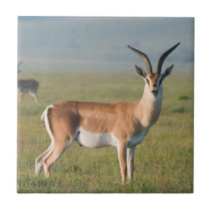 Grant's Gazelle, Ngorongoro Crater, Ngorongoro Tile