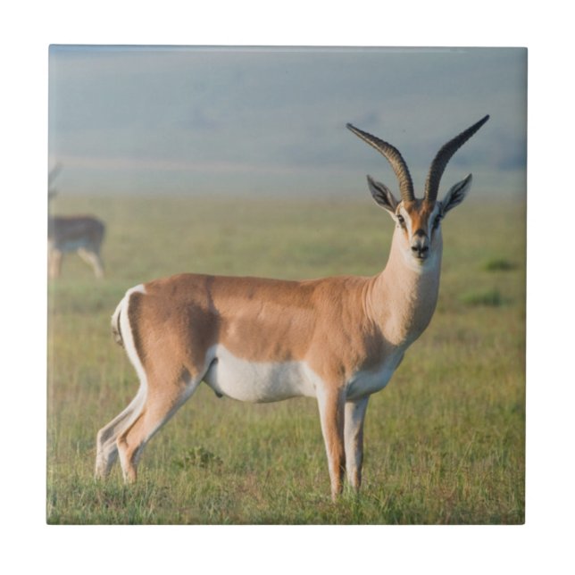 Grant's Gazelle, Ngorongoro Crater, Ngorongoro Tile (Front)