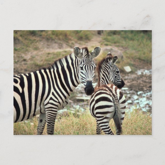 Grant's Zebra Postcard (Front)